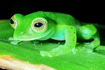 Adéntrate en el bosque nuboso de monteverde de noche—descubre ranas de cristal, perezosos y animales raros con un grupo pequeño, guía bilingüe y transporte desde tu hotel incluido.