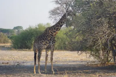 4-day Hwange Safari from Victoria Falls: Game drives at Iganyane