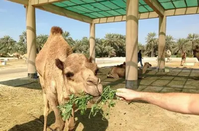 Bahrain Fort & Königliche Kamel-Farm Tour: 4 Stunden