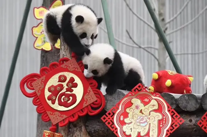 Panda Volunteer Experience in Chengdu: Work at Dujiangyan Base