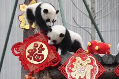 Panda-Freiwilligenarbeit in Chengdu: Einsatzbasis Dujiangyan