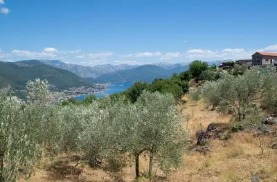 Olivenölfarm-Erlebnis und Spaziergang durch Kotor