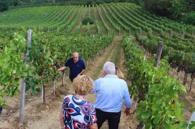 Tour por bodegas en Avellino: Camina por viñedos y prueba tres vinos