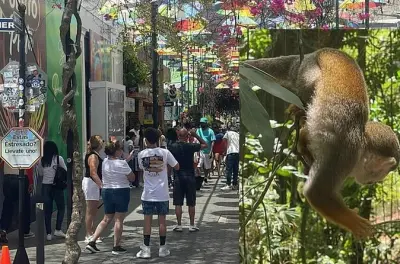 Puerto Plata: Passeio pelo santuário de macacos e centro histórico