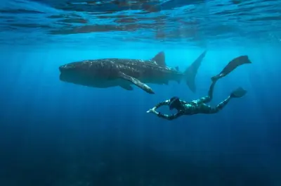 Oslob Whaleshark and Kawasan Falls Tour from Cebu