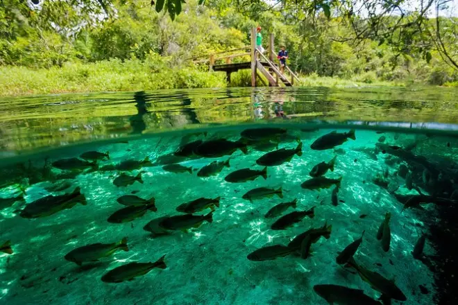 Balade flottante sur la rivière Sucuri à Bonito : Snorkeling 1800 m avec poissons