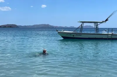Flamingo Beach snorkeling: Tartarughe marine e pesci colorati