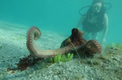 Scuba diving in Miami: No certification required