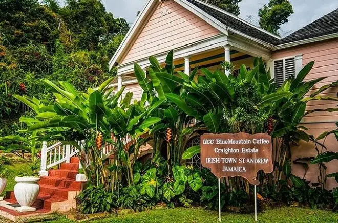Blue Mountain Kaffee Tour Kingston: Craighton Estate & Devon House