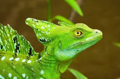 Caño Negro Wildlife Refuge Private Boat Tour: 3-hour river safari