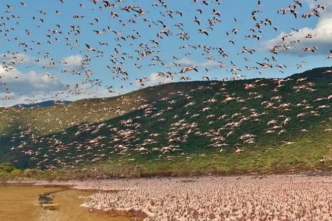 2-Day Lake Elementaita Safari: Pink Flamingos & Game Drive