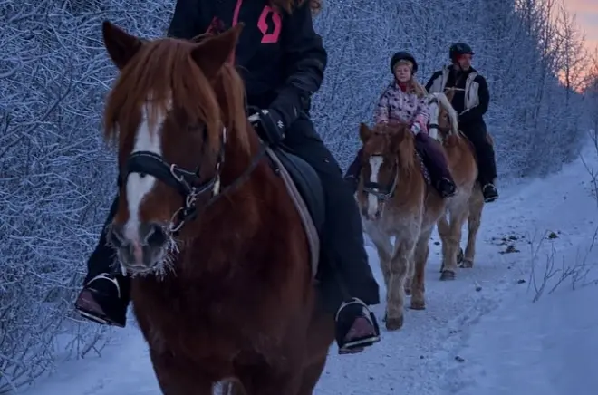 Reiten in Rovaniemi: Abendliche Waldrunde auf Finnpferden