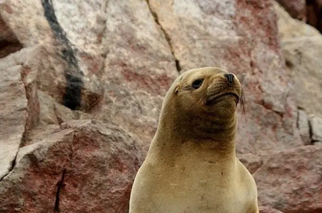 Ballestas-Inseln ab Paracas: Tierwelt und der Candelabra