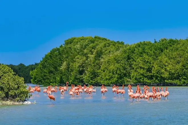 Celestun Mangrovenbootstour und Strandtag ab Merida