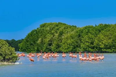 Celestun Mangrovenbootstour und Strandtag ab Merida