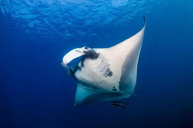 Snorkeling con mante: Crociera al tramonto e immersione notturna