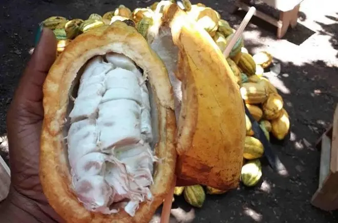 Finca de cacao en Ghana: Descubre la producción y vida rural