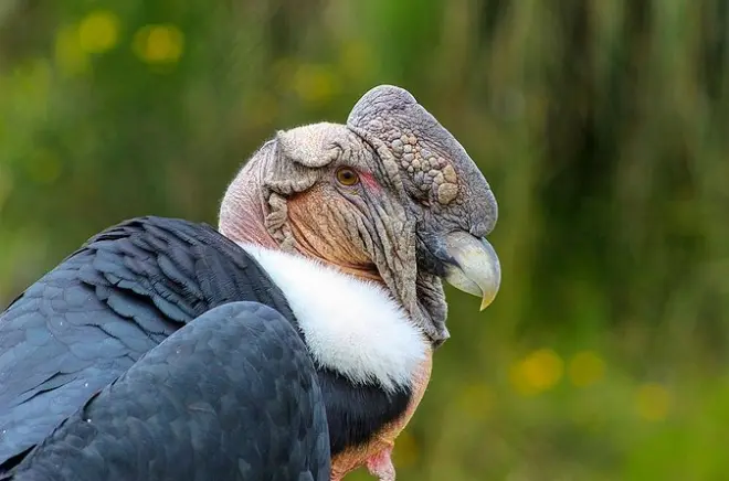 Antisana Volcano Birding Tour Quito: Andean Condor & Bear