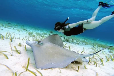Scopri le barriere coralline di el cielo a cozumel con un tour privato in barca, nuota tra stelle marine, gusta ceviche fresco e rilassati con drink inclusi attrezzatura, snack e transfer dal porto cr