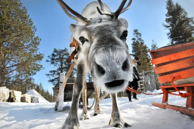 Lapland Reindeer Safari From Saariselkä: 1-Hour Sled Ride