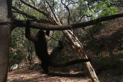 Jaco, pont tarcoles, singes à face blanche : nourrissez-les, observez les crocodiles sauvages et savourez un déjeuner fait maison typique du costa rica. avec guide et transfert inclus.