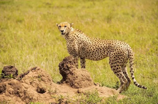 7-tägige Privatsafari: Serengeti, Ngorongoro & Tarangire