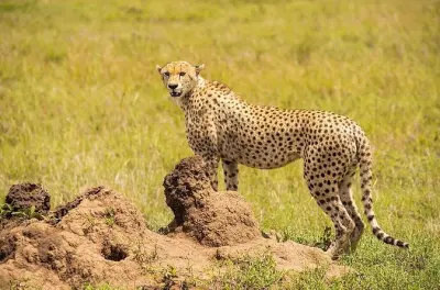 7-day Private Safari: Serengeti, Ngorongoro & Tarangire