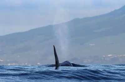Observação de baleias e golfinhos em Terceira com 98% de sucesso
