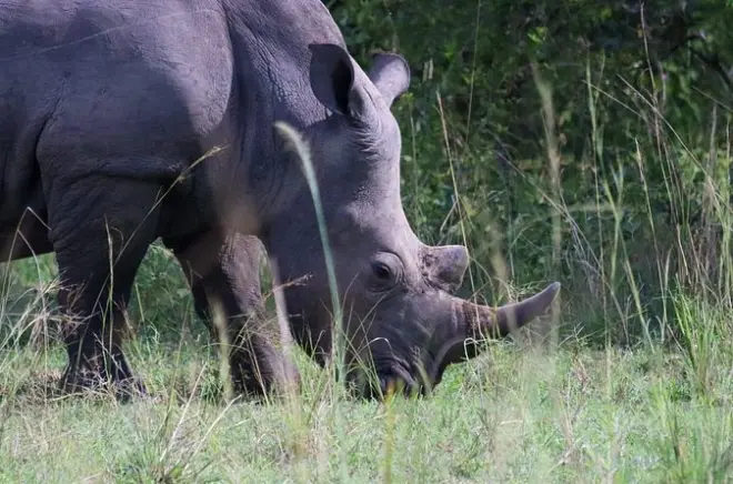 Ziwa Rhino Sanctuary: Trekking a piedi tra i rinoceronti bianchi