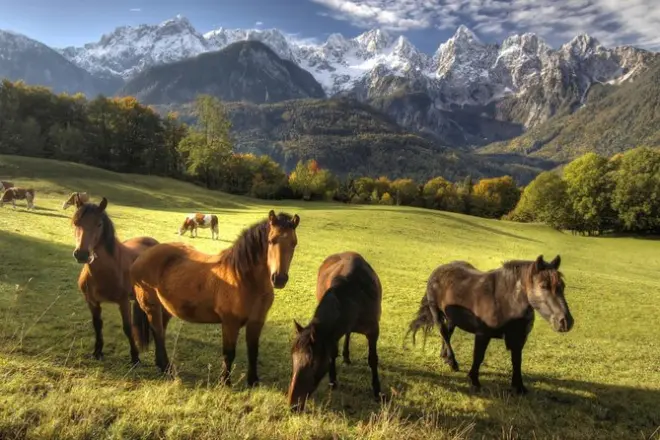 Reiten in Bled: Lipizzaner und Seeblick