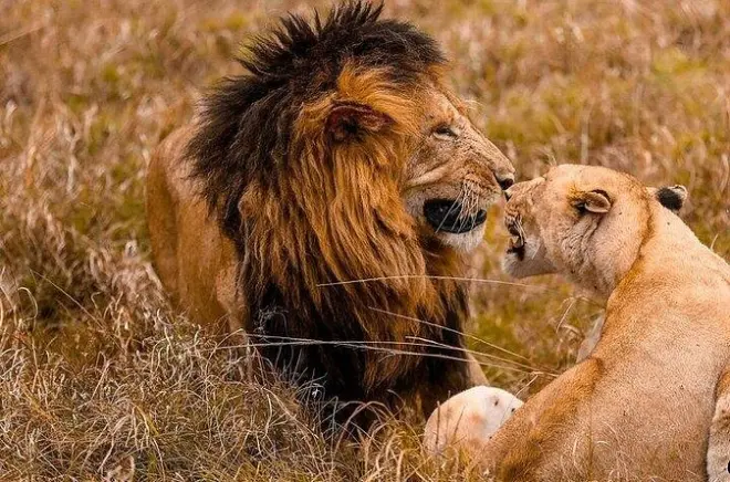 Safari de 4 días por Masai Mara y lago Nakuru desde Nairobi