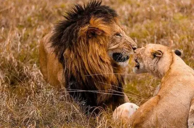 Safari de 4 días por Masai Mara y lago Nakuru desde Nairobi