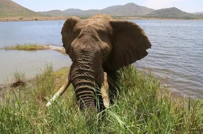 Pilanesberg Safari Big Five Pirschfahrt ab Pretoria