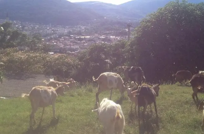 Fazenda orgânica em Mostar: Aprenda a cuidar de plantas e animais