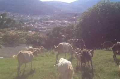 Granja orgánica en Mostar: Aprende a cuidar animales y plantas