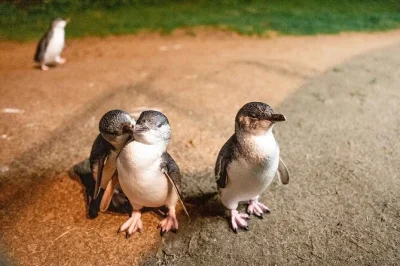 Wake up to melbourne coffee, sip gippsland wine, and watch the penguin parade at sunset on phillip island. includes lunch, local guide, and small group pickup.