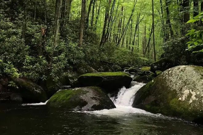 Randonnée aux cascades des Great Smoky Mountains avec guide