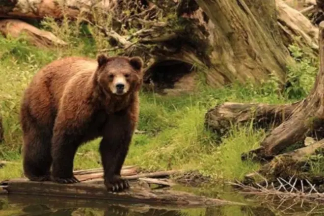 Sitka shore excursion: Bears, eagles & totem forest, small group
