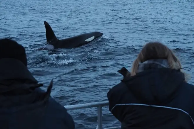 Whale watching in Alta: Small group Arctic fjord tour