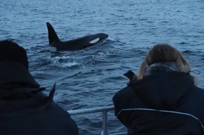 Walbeobachtung in Alta: Kleine Gruppen-Tour im Arktischen Fjord
