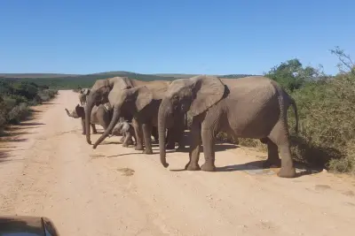 Safari Big 5 en Addo Elephant Park desde Port Elizabeth