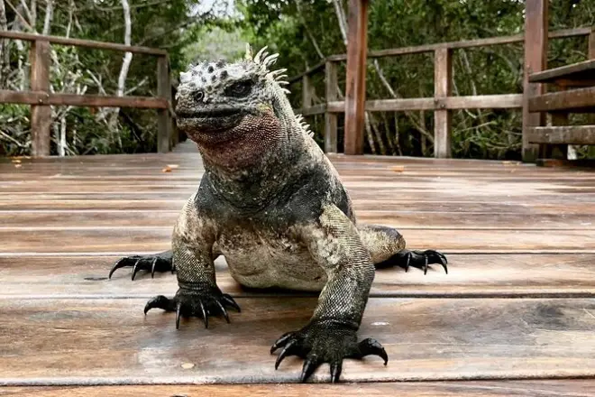 Tour 5 jours aux Galapagos : Los Tuneles et Isabela