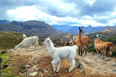 Cross the andes from cuenca to guayaquil with a cajas park hike, local fruit tasting, and hands-on cacao farm visit. includes pickup, lunch, and guide.