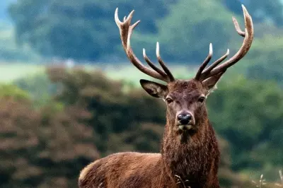 Wild Red Deer safari in Connemara from Galway with guide