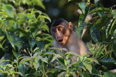 Wake to wild calls on the kinabatangan river, spot proboscis monkeys from a quiet boat, and share local meals at tanjung bulat jungle camp. includes pickup & guide.