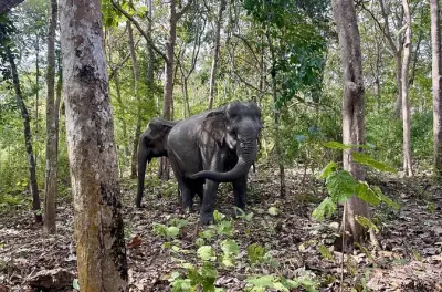 Sanctuaire Yok Don : Sauvetage d’éléphants et visite du village Don