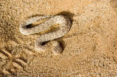 Quad à Swakopmund : Dunes et faune du désert