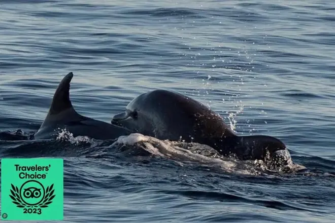 Atardecer en Brijuni desde Pula: Delfines, cena y barra libre