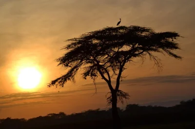 Spot elephants in amboseli, see flamingos at lake nakuru, and explore the masai mara on a guided kenya safari. includes all park fees, meals, and a boat ride.