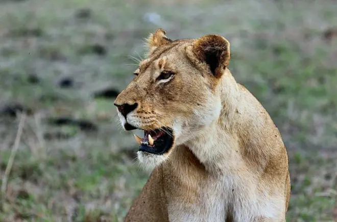 Safari de 3 dias na Masai Mara saindo de Nairobi: Safáris compartilhados